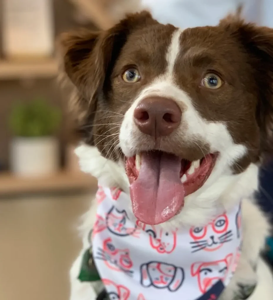 MSM (Methylsulfonylmethane) for Dogs: Joint Mobility & Inflammation Support