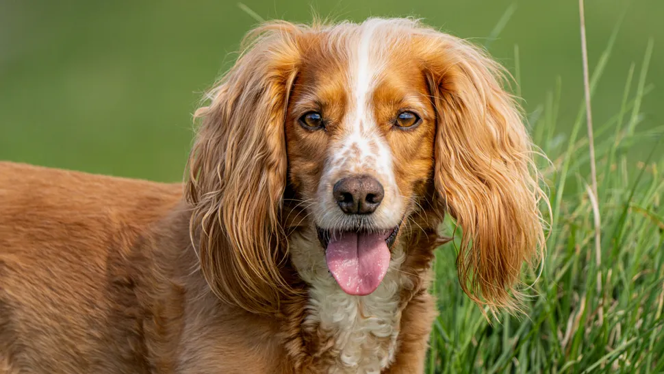 Magnesium Glycinate Health Benefits for Dogs