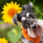 La santé intestinale du Schnauzer nain : La graisse dans le sang qui commence dans l'intestin La santé intestinale du Schnauzer nain : La graisse dans le sang qui commence dans l'intestin