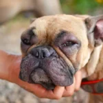 Natural Anti-inflammatory for Dogs A Comprehensive Guide