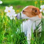 Guide complet des antihistaminiques naturels pour chiens : dosage, sélection et FAQs Antihistaminiques naturels pour chiens Traitement des allergies
