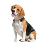 Los nucleótidos para perros mejoran su salud