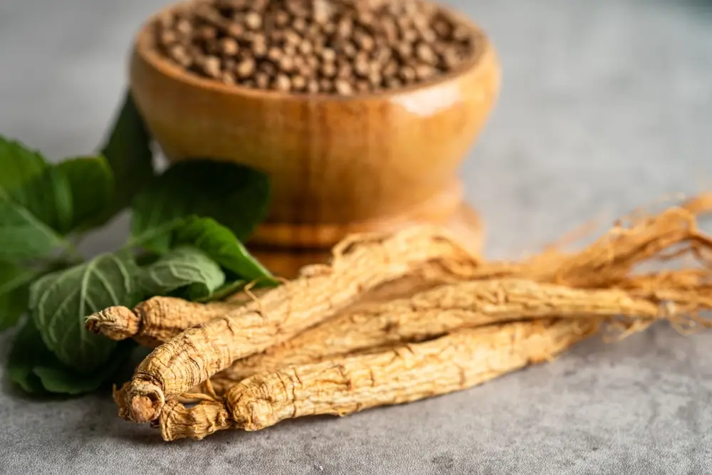 Panax Ginseng para perros: un adaptógeno esencial para el estrés, la cognición y la vitalidad de los mayores