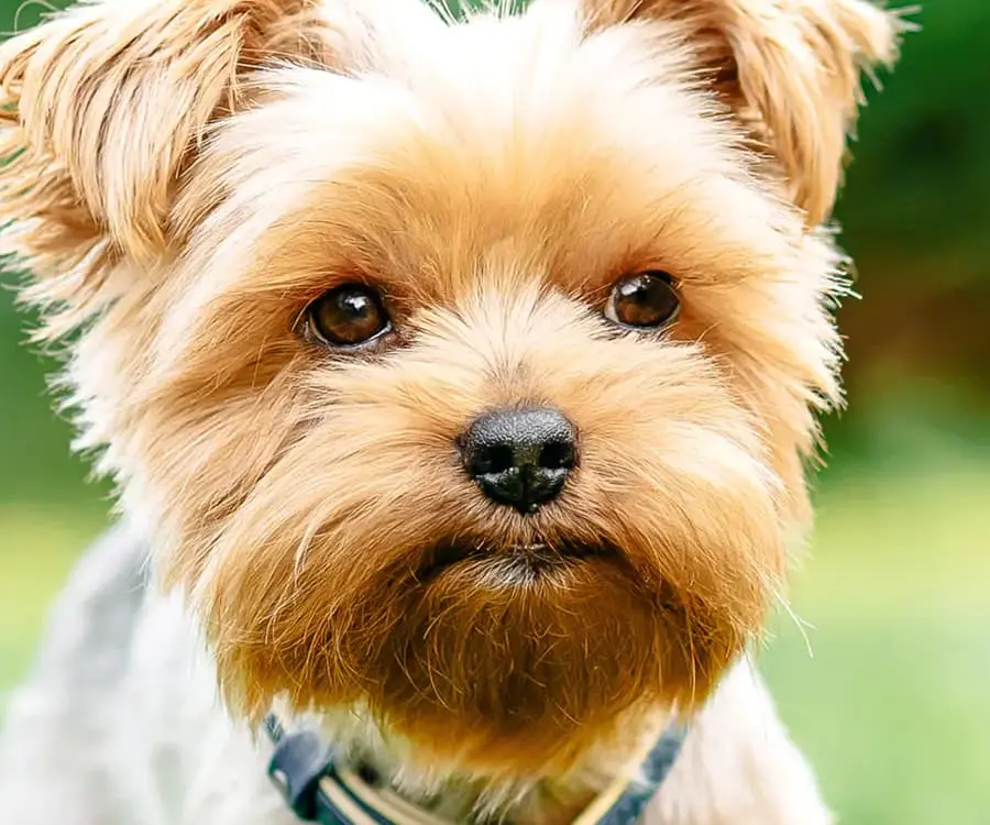 Probióticos para perros alérgicos: una intervención nutricional primaria