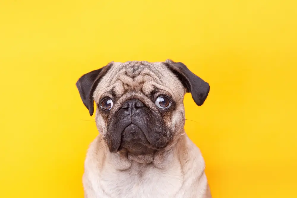 Problemas de Salud del Perro Pug: Guía completa de problemas comunes