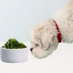 Seaweed Powder for Dogs: Guide to The Benefits and Usage Seaweed Powder for Dogs