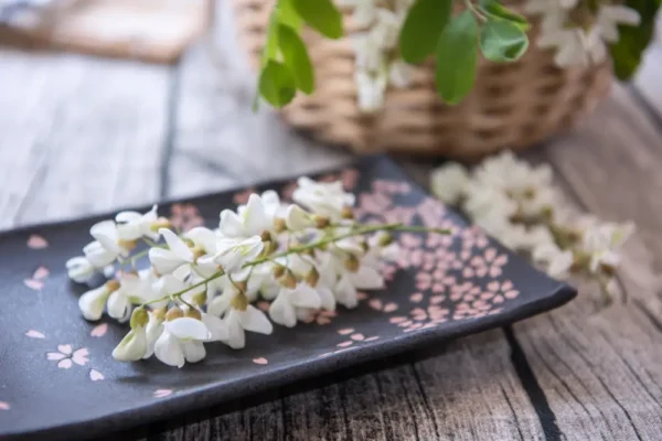 Sophora Japonica para perros: Rica fuente de quercetina