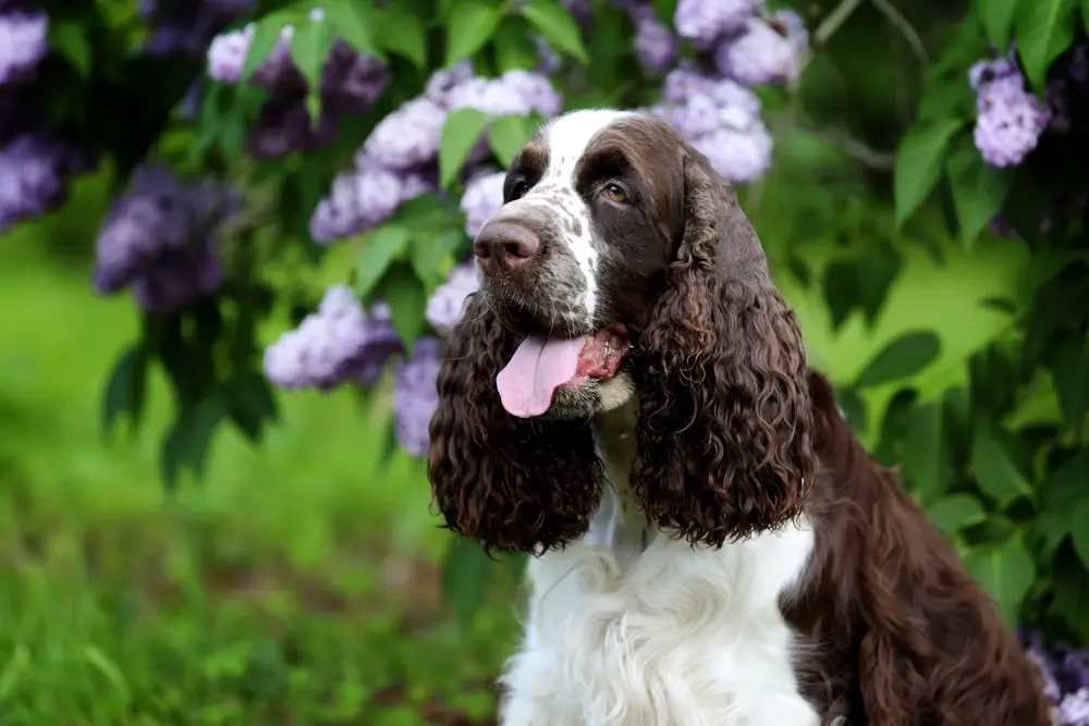 Salud intestinal del Springer Spaniel: Cuando un intestino que funciona se estropea