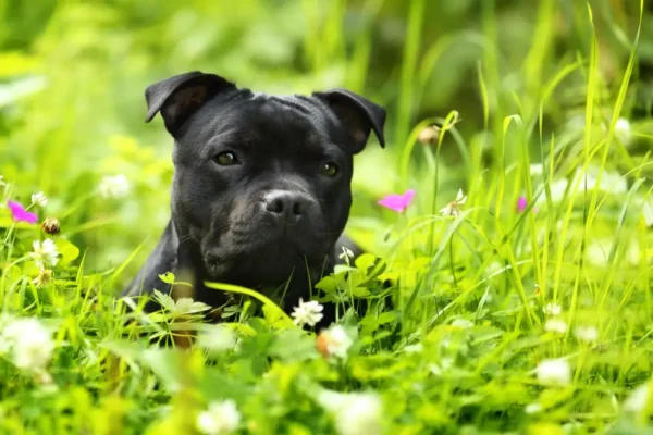 Staffordshire Bull Terrier Darmgesundheit: Warum ihr Hautproblem im Darm beginnt