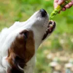 Les pois sont-ils bons pour les chiens ? Une analyse approfondie Are Peas Good For Dogs. An In-Depth Analysis
