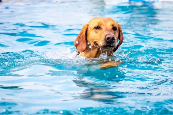 Die Darm-Lebensdauer-Achse bei Hunden - der Schlüssel zu einer verbesserten Lebenserwartung