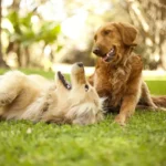 Taurine voor honden - Positieve effecten op de gezondheid De rol van taurine in de gezondheid van honden begrijpen