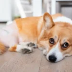 ¿Qué es un antiinflamatorio articular natural para perros?