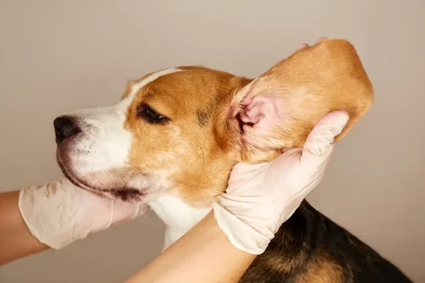 Le microbiome de l'oreille du chien - Pourquoi les problèmes chroniques d'oreille commencent dans l'intestin
